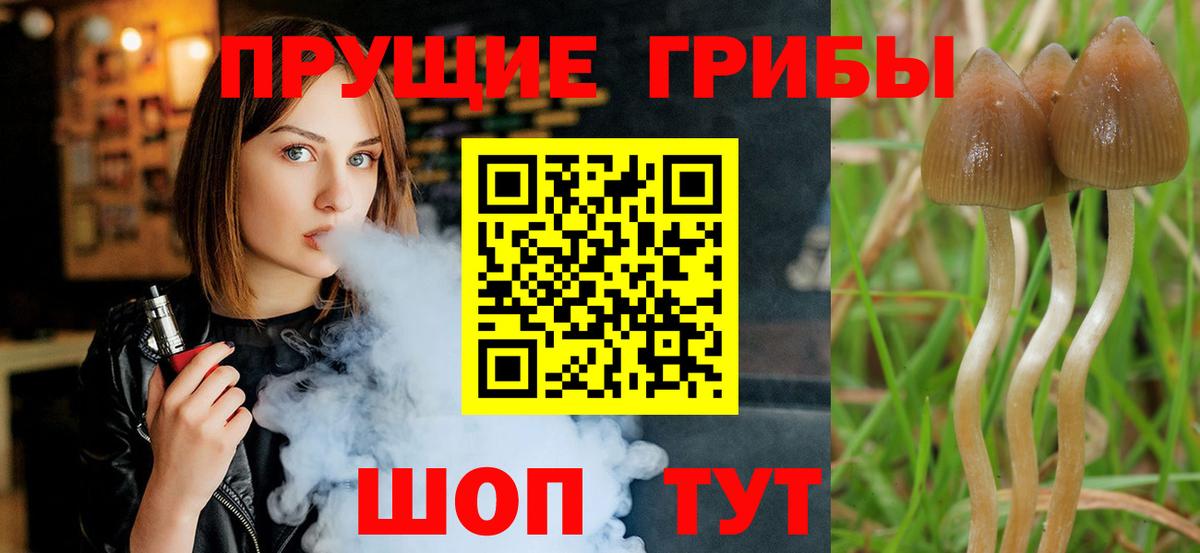 Алатырь  закладка  Псилоцибиновые грибы GOLDEN TEACHER  Вход с VPN  Галлюциногенные грибы мицелий 